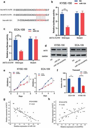 Figure 4. AKT3 is the target of miR-124 in ESCC cells. (a) Putative and mutant binding sites of miR-124 on AKT3. (b-c) Luciferase report analysis of ESCC cells co-transfected with miR-124 or control and AKT-3UTR-WT or AKT-3UTR-MUT. (d) WB was used to measure AKT3 expression in ESCC cells with miR-124 or circHIPK3. (e) CCK-8 analysis of ESCC cell proliferation after co-transfection with si-Control or si-AKT3 as indicated. (f) Transwell analysis of ESCC cell migration after co-transfection with si-Control or si-AKT3 as indicated. (g-h) A correlation between circHIPK3, miR-124 and AKT3 in ESCC tissues. (** P < 0.01, Student’s t-test.).