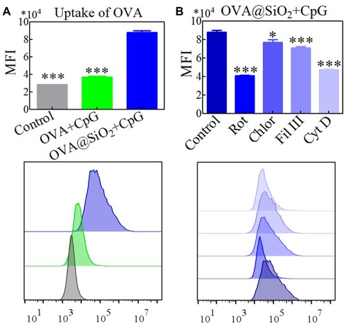 Figure 2 The uptake of OVA (A) estimated by MFI of DC2.4 cells, and (B) their representative FACS histograms after incubation for 4 h with different formulations in the absence or presence of inhibitor including rottlerin (Rot), chlorpromazine (Chlor), filipin III (Fil III) and cytochalasin D (Cyt D). Data were the mean ± SD (n = 5), and the differences were analyzed by one-way ANOVA with Tukey’s multiple comparison test, *p < 0.05, ***p < 0.001.