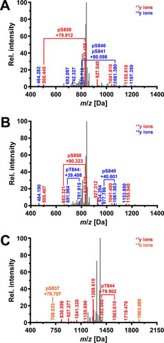 FIG 2 Ire1 autophosphorylates at S837. (A) Fragmentation spectrum 1976 for the peptide 835LDSGQpSpSFRTNLNNPpSGTSGWR856 derived from WT Ire1. Detected mass-to-charge ratios for the +1y (red) and +2y (blue) ion series are shown. Brackets highlight fragmentations that are explained by the presence of phosphoryl groups. The difference between the observed mass-to-charge ratio and the monoisotopic mass-to-charge ratio for the unphosphorylated ions are indicated. (B) Fragmentation spectrum 2031 for the peptide 835LDSGQpSSFRpTNLNNPpSGTSGWR856 derived from WT Ire1. (C) Fragmentation spectrum 1462 for the peptide 834KLDpSGQp(SS)FRpTNLNNPp(SGTS)GWR856 derived from L745A-Ire1. Detected mass-to-charge ratios for the +1y (red) and +1b (orange) ion series are shown. In addition, one phosphoryl group is bound to S840 or S841 and another phosphoryl group to S850, T852, or S853.