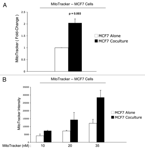 Figure 3 Increased mitochondrial activity in MCF7 cells in co-culture: quantitative analysis. After 5 d of co-culture, MCF7 cells show a >2-fold increase in mitochondrial activity (A). Similar results were obtained using a range (10–35 nM) of Mitotracker concentrations (B).