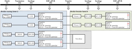 Figure 2. Sampling scheme, housing and results of the M. synoviae RPA test and the differentiating M. synoviae qPCR of a non-M. synoviae-vaccinated broiler breeder flock (farm B) and the rearing flock of origin (farm G). At the rearing farm, birds kept in two adjoining houses (3 and 4) had been vaccinated with MS-H at 10 weeks of age. At approximately 18 weeks of age, birds from rearing houses 1 and 2 were transferred to farm B, while those from houses 3 and 4 were transferred to another production farm. Shortly before transfer, the non-vaccinated birds showed negative RPA test results, while the vaccinates had seroconverted. All broiler breeders of farm B sampled at 24 and 31 weeks had seroconverted also, after which trachea swabs were collected for analysis with the differentiating M. synoviae qPCR. The latter showed the presence of MS-H in a substantial number of trachea mucus samples. These results suggest that spread of MS-H had occurred at the rearing farm. The number of birds per house at the rearing farm, the number of blood samples for serology and the number of trachea swabs for qPCR analysis are indicated.