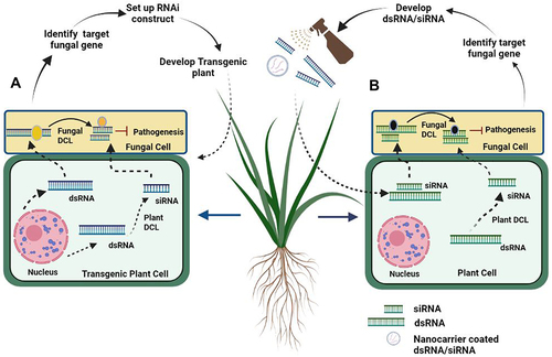 Figure 2. Strategies to prevent fungal infection by Host induced Gene Silencing (HIGS) and Spray Induced Gene Silencing (SIGS) A) HIGS pathway: Transgenic plant after producing dsRNA, undergo cleavage by using plant Dicer like (DCL), converting to small interfering RNA (siRNA). Both dsRNA and siRNA move to pathogen cell through plasma membrane silences virulence mRNA (target gene). B) SIGS Pathway: After construction of dsRNA/siRNA, are sprayed onto topical part of plant, which are directly taken by plant cell, by using plant Dicer like protein (DCL), dsRNA converted to siRNA. Both dsRNA and siRNA move towards fungal cell by plasma membrane and target fungal virulence mRNA.