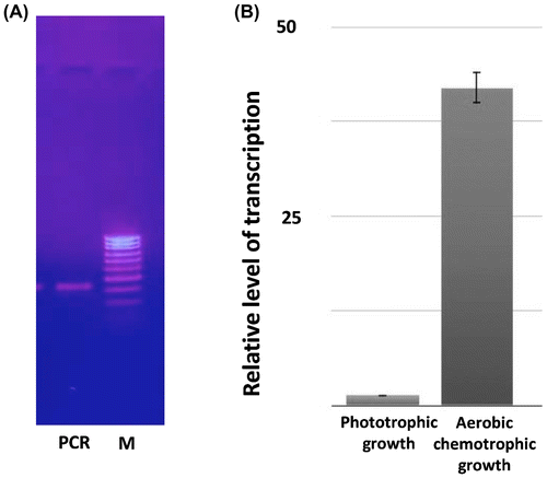 Figure 3. Amplification of malate dehydrogenase gene and its expression. A – Electrophoregram of the PCR product of mdh gene of Rhodоvulum steppense amplified with specific primers in 1% agarose gel. M – DNA markers (100–1000 b.p.); PCR – the PCR product with specific MDH primers. B – relative levels of transcripts of mdh gene in different cultivation conditions determined by RT-PCR.