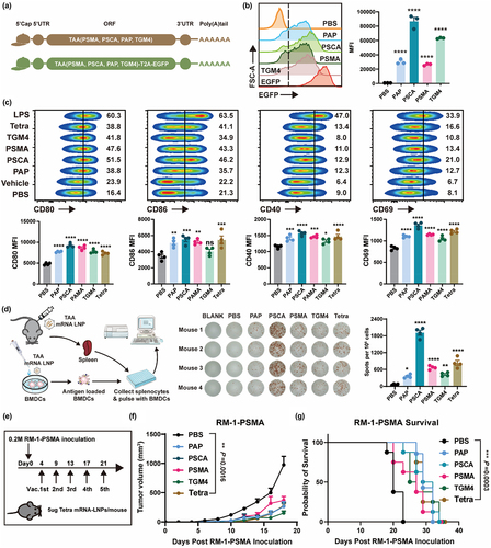 Figure 1. PCa TAA mRNA-LNPs-stimulated immunity suppresses prostate tumor growth in mice.