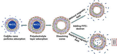 Figure 6 Layer-by-layer self-assembly and permeability test for microcapsules embedded with ferromagnetic gold-coated cobalt nanoparticles under an oscillating magnetic field. Reprinted with permission from Zonghuan L, Malcolm PD, Zhanhu G, et al. Magnestic switch of permeability for polyelectrolyte microcapsules embedded with nanoparticles. Langmuir. 2005;21:2042–2050. Copyright © 2005. American Chemical Society.Citation109Abbreviations: Co@Au, ferromagnetic gold-coated cobalt; FITC, fluorescein isothiocyanate; MnCO3, manganese carbonate.