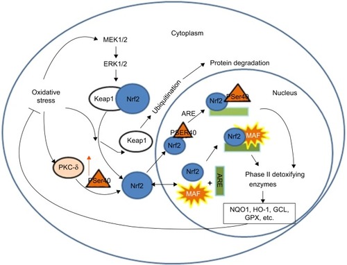 Figure 2 Antioxidant mechanisms of stress sensing in Nrf2-mediated system.Abbreviation: Nrf2, nuclear factor-erythroid-2-related factor 2.