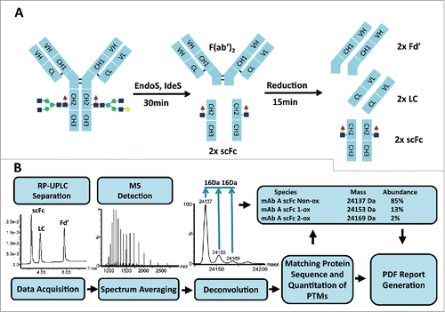 Figure 1. Workflow for subunit mass analysis: sample preparation (A) followed by automated RP-UPLC-MS analysis (B).