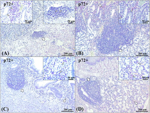 Figure 6. Anti-p72 ASF immunoexpression in TLOs/SLOs or neighbouring areas. (A) Lymphoid aggregation in the renal calyx (arrow); 100x. Inset (left): p72+ cells inside the TLO (arrowheads); 40x. Inset (right): p72+ cells in the peritubular interstitium medulla (arrowheads); 400x. (B) Lymphoid aggregation in the duodenum (arrow); 100x. Inset: p72+ cells in the lamina propria (arrowheads); 400x. (C) Lymphoid aggregation in the lamina propria of the gallbladder (arrow); 100x. Inset: p72+ cells in the lamina propria (arrowheads); 400x. (D) Lymphoid aggregation in the mucous glands of the oesophagus (arrow); 100x. Inset: p72+ cells between the mucous glands (arrowheads); 400x. Brown immunolabelling is indicated by arrowheads.