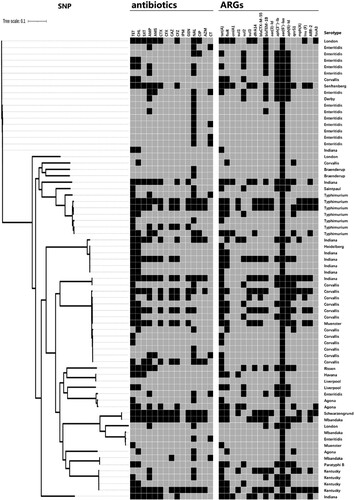 Figure 8. SNP analysis of the antimicrobial-resistant Salmonella isolates from 72 Salmonella samples.