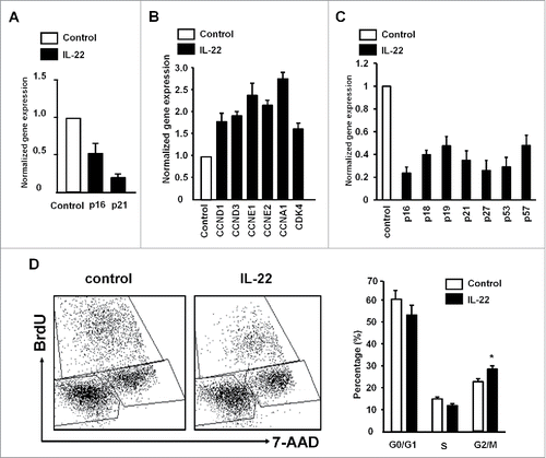 Figure 2. IL-22 targets cyclin genes and controls colon cancer cell proliferation. (A–C) Effect of IL-22 on the expression of cell proliferation genes in colon cancer cells. Colon cancer cells were cultured with IL-22 for 12 h. The levels of cyclin-dependent kinase inhibitors and cyclins were quantified by real-time PCR in DLD-1 (A, B) and primary colon cancer cells (C). Results are expressed as the relative values (mean ± SD). One of three experiments with triplicates is shown. p < 0.05. (D) Effect of IL-22 on colon cancer cell cycles. DLD-1 cells were cultured with IL-22 for 24 h. Expression of BrdU and 7-AAD was analyzed by FACS. Results are shown as the percent of cells in G0/G1, S, G2/M. n = 4, p <0.05.