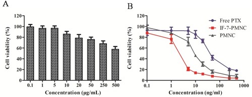 Figure 7 A549 cell viability evaluation. (A) Viability of A549 cells treated with various concentrations of blank IF-7-MNC; (B) viability of A549 cells treated with various PTX formulations, including free PTX, PMNC, and IF-7-PMNC (n=6).