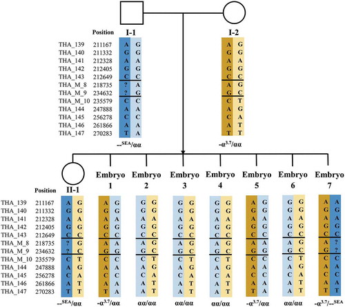 Figure 1. Results of SNP-based pedigree analysis and PGT for α-thalassemia (Family 1). I-1: male patient. I-2: female patient. II-1: proband. SNP: single-nucleotide polymorphism. PGT: preimplantation genetic testing. ‘?’ indicates that no detection result was obtained for this SNP site. Double horizontal lines represent pathogenic site boundaries. In pedigree analysis, I-1 and II-1 were both heterozygous for the SEA deletion, while I-2 was heterozygous for the −α3.7 deletion. Therefore, the same haplotype between I-1 and II-1 was the pathogenic haplotype of paternal origin (marked with a dark blue background). The haplotype carried by I-2, but different from II-1, was the pathogenic haplotype of maternal origin (marked with a brown background). Based on SNP-based PGT, Embryo 7 was diagnosed as affected because it carried two pathogenic haplotypes; the other six embryos were unaffected carriers or noncarriers as they carried only one, or no, pathogenic haplotype