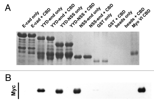 Figure 3. The juxtamembrane cadherin tail is not solely required to bind Myosin VI. Coomassie stained gel (A) and the corresponding Myc-immunoblot (B) of a representative in vitro binding experiment. The first two lanes show the E-cadherin tail construct coupled to GSH beads, without (lane 1) and with added myc tagged Myo VI CBD (lane 2). The following 6 lanes were loaded correspondingly with the three constructs (YYD-end, YYD-NSS and NSS-end) outlined in Figure 1. Lanes 9–12 are the negative GST controls and lane 13 indicates the molecular mass of the Myo VI CBD construct. The data are representative of three independent experiments.