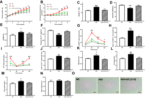 Figure 1 LPC (17:0) treatment alleviated glucose metabolism related disorders in HFD-fed mice. (A) Body weight, (B) 6h-fasted blood glucose, (C) HbA1c, (D) Plasma insulin, (E) HOMA-IR, (F) Plasma GLP-1, (G) OGTT and (H) AUC, (I) ITT and (J) AUC, (K) serum TG, (L) serum TC, (M) serum LDL-C, (N) serum HLD-C, (O) Representative H&E-stained pictures and distribution of adipocyte size in WAT deposits. Scale bars, 100 μm. Data are presented as the mean ± standard error of the mean (SEM); N = 7 mice per group. Statistical analysis was done using one way ANOVA followed by the Turkey post hoc test. #P < 0.05, ##P < 0.01, ###P < 0.001, compared with ND mice; *P < 0.05, **P < 0.01, ***P < 0.001 compared with HFD mice.
