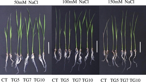 Figure 10. Phenotypic of control (CT) and transgenic (TG5, TG7 and TG10) lines after 1 week treatment under different salt stress conditions. Bars = 5 cm.