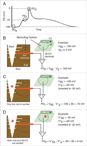 Figure 7. Proposed contributions of the root and the SE/CC network to the wound-induced action potential and long potential. (A) Drawn waveform of a typical wound-induced EPG-recorded systemic potential. The potential difference (PD) between the root and the SE/CC electrode is plotted as a function of time. In a typical EPG-recorded systemic signal there are 3 potential levels. (B) At rest (PD0) only the resting membrane potential of the SE/CC contributes to the PD. By convention, the extracellular or external resting potential (in this case external to the root) is regarded as negligible (Vs→0), although there are always background ionic currents. In the given example, the intracellular potential of the SE/CC has an arbitrary value of −100 mV. (C) The first potential level of a typical EPG-recorded signal (PD1) is generated by electrical activity in the root. At this point, the SE/CC is still unexcited. Intracellular depolarizations in root cells are recorded as a compound extracellular hyperpolarization by the root electrode. The size of the recorded extracellular hyperpolarization will be reduced proportionally with the distance between the root and the electrode. In the given example, the excitation (depolarization) of a root area is recorded externally as a +30 mV hyperpolarization (these are arbitrary values). Since the EPG uses a differential amplifier with an inverting input and a non-inverting input, the polarity of the root potential is reversed before calculating the PD. (D) The second potential level of a typical EPG-recorded signal (PD2) is generated by the still ongoing electrical activity in the root and a maximally excited SE/CC. In the given example, the maximal depolarization in the SE/CC is −50 mV. Abbreviations used are: SE = sieve element; CC = companion cell, VSE = membrane potential of the sieve element; VS = extracellular potential of the root, in the vicinity of the soil electrode. The excited depolarized membrane potential is shown with an asterisk (e.g. V*SE).