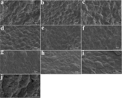 Figure 9. Scanning electron microscopy results of skin morphology with and without MNs for different drug effects ((A) Blank group; (B) Solvent group; (C) MNs (6 h); (D) Geniposide; (E) Ferulic acid; (F) Curcumin; (G) MNs + Geniposide; (H) MNs + Ferulic acid; (I) MNs + Curcumin; (J) MNs (0 h)).