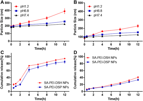 Figure 5 Stability and in vitro release behavior study. (A and B). Effect of the media solutions with different pH values on the particle size changes of different SA-PEI-DSH NPs (A) and SA-PEI-DSP NPs (B). (C). The in vitro release behavior of SA-PEI-DDs NPs in a release medium with different pH values. The experiment was successively conducted at pH 1.2 (from 0 to 2 h), pH 6.8 (from 3 to 6 h), and pH 7.4 (from 7 to 10 h). (D). The in vitro release behavior of SA-PEI-DDs NPs in a release medium of pH 7.4 for 12 h (mean ± SD, n = 3).