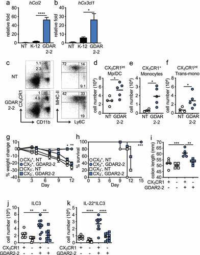 Figure 4. GDAR2-2 induced protection depends on CX3CR1+ MNPs. (a-b) Caco-2 cells were co-cultured with K-12, GDAR2-2 or left untreated. mRNA expression of (a) hCcl2 and (b) hCx3cl1 determined by qPCR are shown. (c-f) ABX-treated CX3CR1-GFP mice were colonized with GDAR2-2 or left un-colonized. 2 days later, CX3CR1+ MNPs from large intestine laminar propria were analyzed by flow cytometry. (c) Representative dot plots of live (left) and CD11b+CX3CR1int population (right). Absolute numbers of (d) CX3CR1int macrophages (Mp)/dendritic cells (DCs), (e) CX3CR1+ monocytes and (f) CX3CR1int transitional (trans)-monocytes are shown. (g-k) DT-treated littermate control (CX3CR1+, CX3CR1+ MNP sufficient) and CX3CR1-DTR (CX3CR1-, CX3CR1+ MNP deficient) mice were treated with ABX and colonized with GDAR2-2 before infection with C. rodentium. (g) Weight change, (h) survival, (i) colon length 12 days post infection was shown. (j-k) Absolute number of (j) ILC3s and (k) IL-22+ILC3s 5 days post infection are shown. See also Figure S5. Data are representative of at least 2 independent experiments. (a-b) Data are shown as mean with SEM and K-12 and GDAR2-2 group are compared by student’s t test. (d-f) Data points are single mouse with mean and compared by Student’s t test. (g) Data are shown as mean ± SEM and compared by one-way ANOVA with Bonferroni correction for each time point. (h) log rank test. (i-k) Data points are single mouse with mean. One-way ANOVA with Bonferroni correction. *p ≤ 0.05, **p ≤ 0.01, *** p ≤ 0.001, **** p ≤ 0.0001.