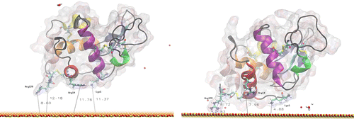 Figure 5 MD simulation of lysozyme in orientation 1 above the surface. The left image is the initial configuration after thermalisation, and the right is after 20 ns at 300 K.