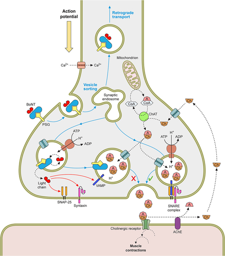 Figure 5. The mechanism of BoNTs at nerve endings. The signalling between the pre and postsynaptic cell is mediated by small molecules called neurotransmitters, at neuromuscular junctions (NMJ) this is acetylcholine. The neurotransmitter is stored in membrane bound synaptic vesicles inside the neuronal cytosol. Endocytosis of the empty vesicles triggers a V-ATPase proton pump to generate a pH gradient across the vesicular membrane, which drives the newly synthesised neurotransmitter molecules to enter the vesicles. The loaded vesicles bind to the interleaflet of the presynaptic membrane by the VAMP and synaptotagmin proteins in a process called docking. On docking, SNARE complexes form around the vesicle, and facilitate the fusing of the vesicle and the membrane in mechanism known as priming. As a result of a Ca2+ influx, caused by the depolarisation of the presynaptic nerve, SNARE proteins undergo a conformational change to allow the primed vesicle to release its neurotransmitter into the synaptic cleft. Through diffusion the neurotransmitter binds to receptors on the postsynaptic cell membrane, causing its excitation. This cycle is then repeated in readiness for future depolarisations. However, BoNT blocks neurotransmitter release from the presynaptic nerve terminal. The toxin is endocytosed along with empty vesicles and the light chain is translocated into the neuronal cytosol. This catalytic protein then cleavages SNARE proteins on the vesicular membrane or inner leaflet of the presynaptic membrane, dependent on the toxin serotype. This prevents vesicle docking and fusion to the presynaptic membrane and subsequently the release of neurotransmitter.