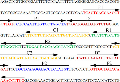Figure 1 Sequence and location of the MCDA primers targeting the HBV special S gene. The nucleotide sequence of the sense strand of the HBV S gene was showed in the chart. Right arrows and left arrows indicate sense and complementary sequences which were used in current study, respectively.
