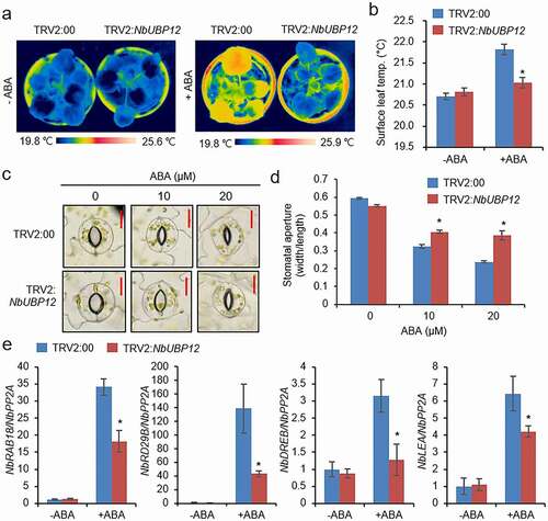 Figure 4. (a and b) Leaf temperatures of TRV2:NbUBP12 and TRV2:00 plants after exposure to abscisic acid (ABA). Representative thermographic images were obtained at 6 h after treatment with 100 μM ABA (a) and mean leaf temperatures were determined from the three largest leaves of plants from each line (n = 12) (b). (c and d) ABA-induced stomatal closure in TRV2:NbUBP12 and TRV2:00 plants. Stomatal apertures were measured 3 h after treatment with 0, 10, or 20 μM ABA. Representative images of the stomata were obtained for the leaves of each line (c) and the apertures of 100 randomly selected stomata were measured (d). The scale bar represents 10 μm. (e) Quantitative RT-PCR analysis of ABA-responsive genes in TRV2:NbUBP12 and TRV2:00 plants after treatment with ABA. Total RNAs from the stressed samples were extracted from the third leaf of each plant. All data represent the mean ± standard deviation of three independent experiments. Asterisks indicate significant differences between TRV2:NbUBP12 and TRV2:00 plants (Student’s t-test; *P < .05).