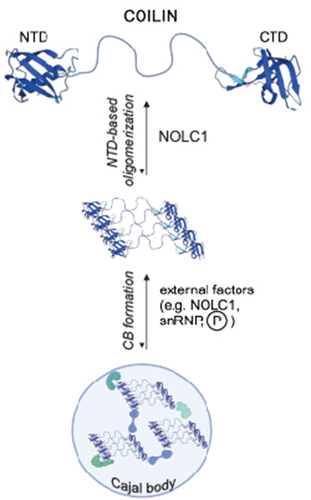 Figure 1. Formation of the Cajal body. A coilin-centered view of CB formation. Coilin is the scaffolding protein of CBs, which contain two conserved domains at the N and C termini, termed NTD and CTD. A structure of these domains was approximated by Alphafold (alphafold.Ebi.ac.uk) using human coilin as input. In the first step, coilin self-interacts via the NTD to form oligomers, which are the basic building blocks of CBs. This step is likely spontaneous, but can be modulated by factors that interact with NTD (e.g. NOLC1). In the second step, coilin oligomers condense to form a microscopically visible structure. This step is regulated by several extrinsic factors, including protein kinases and phosphatases that phosphorylate/dephosphorylate coilin and protein interaction partners, such as NOLC1 and snRNPs. The image was created with BioRender.com.