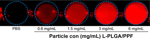 Figure S5 In vitro representative fluorescence images by activation of CdSe/ZnS quantum dots.Abbreviations: PLGA, poly(d,l-lactic-co-glycolic acid); PPF, PEI-PEG-FA; PEI-PEG-FA, polyethyleneimine premodified with polyethylene glycol-folic acid; PBS, phosphate-buffered solution.