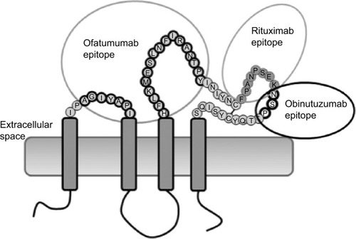 Figure 1 Structure of CD20 and epitope targets of ofatumumab, rituximab, and obinutuzumab (GA101).