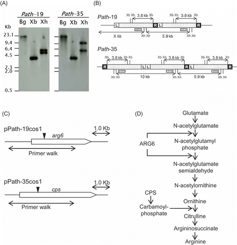 Figure 2. (A) Southern blot hybridization of the pathogenicity mutants. Genomic DNAs were digested with three different restriction enzymes (BglII: Bg, XbaI: Xb, XhoI: Xh) and hybridized with DIG-labelled T-DNA specific probe (Huser et al. Citation2009). (B) Physical maps of the T-DNA integration events in the mutants path-19 and path-35. Positions of XbaI (Xb) and XhoI (Xh) restriction sites and a probe (box with stripe) are indicated. (C) The cosmid clones carrying genes corresponding to both tagged genes, respectively. T-DNA integration site is shown by an arrow head. Genomic regions adjoining the two genes were obtained from sequence flanking the T-DNA integration site. (D) The linear arginine biosynthesis pathway of microorganisms; modified from Davis (Citation1986) and Caldovic and Tuchman (Citation2003).