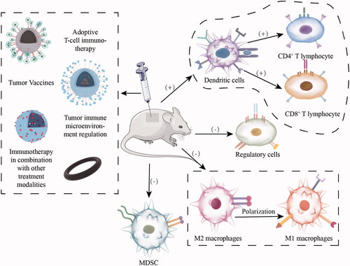 Figure 1. Inorganic nanomaterials involved in different types of cancer immunotherapy and their regulatory role on immune system.