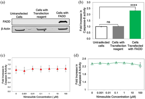Figure 9. Effect of nimesulide on FADD overexpression-induced apoptosis in HEK293 cells. (a) Western blot analysis of HEK293 cell lysates of untransfected and FADD transfected cells (b) Overexpression of FADD increases caspase-8 activity in HEK293 cells. (c) Effect of nimesulide on endogenous caspase-8 activity in HEK293 cells. (d) Effect of nimesulide on FADD-induced caspase-8 activity in HEK293 cells overexpressing FADD. Data are presented as mean ± standard deviation (N = 3). ****P < .0001 compared to control by two-tailed unpaired t test.