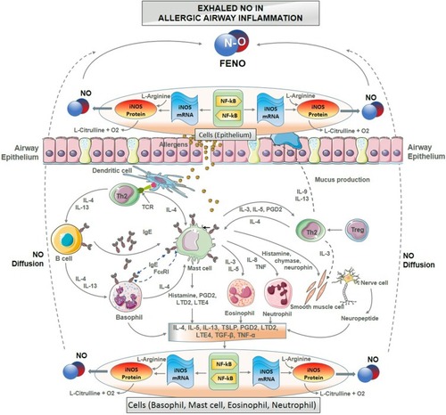 Figure 1 The mechanism of biosynthesis of NO in allergic airway inflammation. The main biosynthesis of NO in the airways is induced by iNOS presenting in respiratory epithelial cells and inflammatory cells (basophils, eosinophils, neutrophils, mast cells, B or T lymphocytes). Intracellularly produced NO will diffuse to the lumen of the airways. Hyperreactivity of iNOS caused by allergic inflammation induces high level of exhaled NO concentration in the airways.