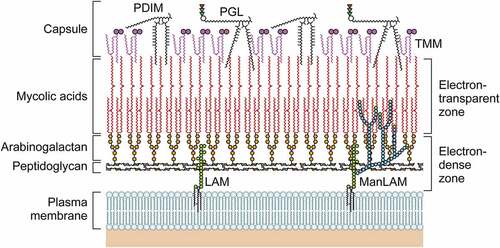 Figure 1. The structure of the M. leprae cell wall. The M. leprae cell wall consists of an inner and outer layer that surround a plasma membrane. The outermost layer includes PGLs that compose capsules. The electron-dense inner layer of cell wall contains PGN, AG, and mycolic acids. The outer cell wall, which is an electron-dense layer, consists of lipid-linked polysaccharides such as LAM, LM, and phthiocerol-containing lipids including phthiocerol dimycocerosate and dimycolyl trehalose. Mycolic acids link to arabinan chain termini and compose the inner leaflet of a pseudo lipid bilayer. An outer leaflet contains TMM mycolic acids and PDIM and PGL mycocerosoic acids. Small amounts of TMM also exist in the cell wall of M. leprae.