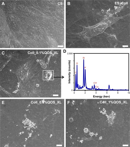 Figure 9 SEM images showing the morphology of hFOb on various scaffolds at 6-day p.s. (A) CS, (B) ES_Coll, (C) Coll_0.1%QOS_XL, (D) EDXS of boxed area in “c” showing the presence of calcium phosphate, (E) Coll_0.5%QOS_XL and (F) Coll_1%QOS_XL. Scale bar = 10 μm.Abbreviations: CS, coverslip; SEM, scanning electron microscopy; hFOb, human fetal osteoblast; QOS, quaternary ammonium organosilane; EDXS, energy dispersive X-ray spectrometer; p.s., postseeding.