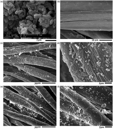 Figure 4. SEM images of sample SBA-15-NH2-BSP particles (a), untreated cotton fabric (b), sample S2 (c and d) and sample S4 (e and f).