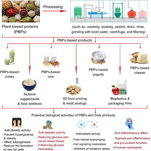 Figure 4. Potential applications of plant-based proteins in food and related products and their biological activities.