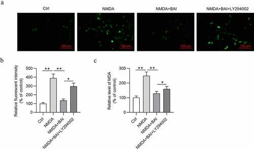 Figure 3. Baicalin restrains NMDA-induced oxidative stress injury of RGCs via activating PI3K/AKT signaling. (a) DCFH-DA staining assay was performed and (b) ROS and (c) MDA levels in RGCs in four groups (Ctrl, NMDA, NMDA+BAI and NMDA+BAI+LY294002) were measured. *p < 0.05, ** p < 0.01