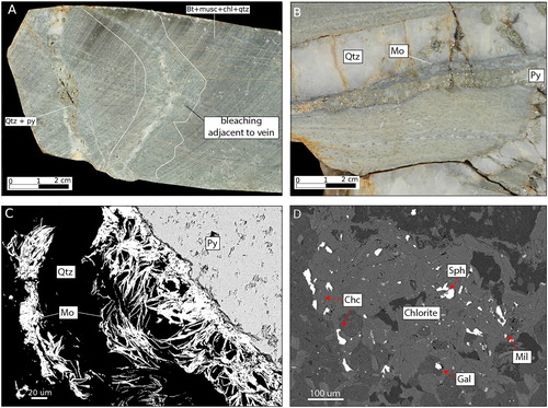 Figure 5. Mineralisation textures. (A) Hand specimen showing bleached Greenland Group formed by biotite destruction adjacent to quartz (Qtz)-pyrite (Py) veins. (B) Hand specimen of a quartz vein cutting spotted hornfelsic Greenland Group. This sample contains abundant molybdenite (Mo) and pyrite at its margin. (C) Back-scattered electron image showing molybdenite growing in fine bundles around pyrite. (D) Back-scattered electron image of a chloritised patch of biotite containing small patches of chalcopyrite (Chc), sphalerite (Sph), galena (Gal) and millerite (Mil). Phases were confirmed by semi-quantitative EDS analysis.