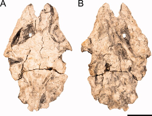 Figure 7. Skull of a Pan-Trionychidae referred to Striatochelys baba, Na Duong Formation, middle to upper Eocene, Vietnam. Skull of GPIT-PV-122870 in A, dorsal and B, ventral views. Scale bar equals 1 cm.