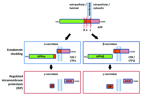 Figure 1 A schematic diagram of amyloid β precursor protein (APP) proteolytic processing (not drawn to scale). APP is a large transmembrane molecule (unboxed at top). There is a large extracellular or luminal domain with β- and α-secretase cleavage sites (β and α, respectively) close to the membrane. The γ-secretase sites (γ) occur within the transmembrane region. On proteolytic processing the ectodomain is first shed by either α- or β-secretase mediated cleavage (middle, left and right boxes, respectively). Cleavage by α-secretase (box at middle left) releases APPsα extracellularily or luminally and leaves a C83 (also known as CTFα) stub in the membrane. Cleavage by β-secretase (box at middle right) releases APPsβ extracellularly or luminally and leaves a C99 (also known as CTFβ) stub in the membrane. Regulated intramembrane proteolysis (RIP) by γ-secretase subsequently cleaves the stubs remaining in the membrane (bottom). Cleavage of C83 (box on bottom left) liberates p3 and the APP intracellular domain (AICD). Cleavage of C99 (box on the bottom right) liberates amyloid β peptide (Aβ) and the APP intracellular domain (AICD).