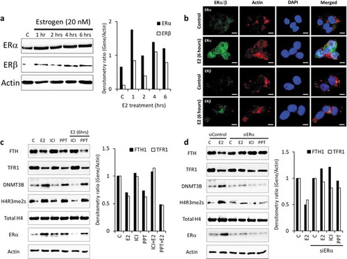 Figure 6. E2/ER agonist-induces Estrogen-receptor alpha (ERα)-mediated DNA and histone methylation silencing of FTH1 and TFR1. (a) Protein expression status of ERα and ER-beta (ERβ) upon E2-treatment was assessed by western blotting. (b) Expression and nuclear translocation of ERα and ERβ in Hep-G2 cells treated with E2 (20 nM, 6 hours) were assessed by immunofluorescence microscopy. ERα/β were labelled with Alexafluor®488 (Green), Actin was labelled with Alexafluor®680 (Red) to show the cytoplasm and nucleus was labelled with DAPI (Blue). Images were taken at 100X magnification; scale bar represents 20 µm (white bar). (c) Expression status of FTH1, TFR1, H4R3me2s, total H4 and DNMT3B in Hep-G2 cells treated with E2 (20 nM), ICI (10 µM) and PPT (1 µM), alone or in combination, all for 6 hours. (d) Expression status of FTH1, TFR1, H4R3me2, total H4, and DNMT3B in ERα-silenced (siERα) Hep-G2 cells treated with E2 (20 nM), ICI (10 µM) and PPT (1 µM) for 6 hours. Only one representative figure, out of at least two independent experiments is shown. For western blotting images, the densitometry ratio was calculated to show quantitative protein expression relative to control. Actin was used for normalization and as a loading control