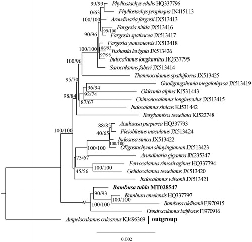 Figure 1. The Maximum-Likelihood (ML) tree based on the 28 plastid genomes of Bambuseae. Numbers near the nodes mean bootstrap support value.