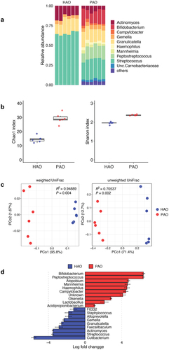 Figure 2.  Comparative analysis of microbial composition in feces between periodontitis-associated oral microbiota-administered (PAO) and health-associated oral microbiota-administered (HAO) mice (n = 6/group). (A) Relative abundance of microbial groups at the genus level in the PAO and HAO mice. (B) Alpha diversity for Chao1 richness and Shannon diversity index of each experimental group. (C) Principal coordinate analysis score plot of the gut microbiota profiles of each experimental group using weighted and unweighted UniFrac distances. (D) Significantly different taxa as determined by ANCOM-BC at the genus level.