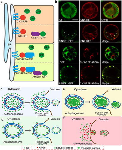 Figure 2. Proposed model for the nonselective cytoplasmic soluble protein and the selective cargos engulfed by autophagosomes