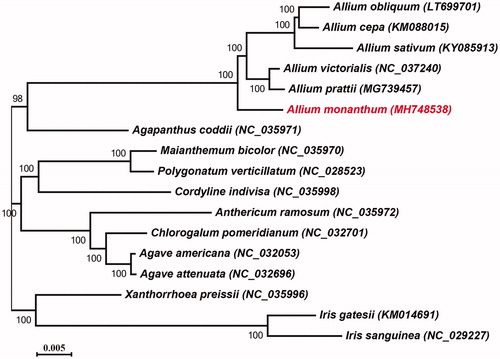 Figure 1. Phylogenetic tree reconstruction of 17 taxa based on (A) the whole cp genome sequences. Numbers above the branches are the bootstrap values of ML.