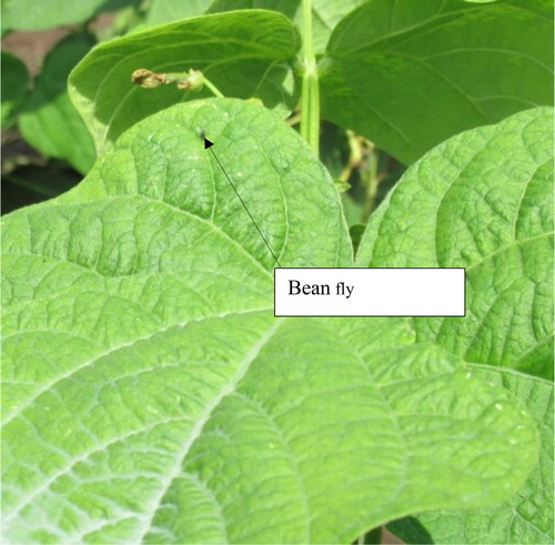 Figure 1. A bean fly insect on a bean plant at Chitedze Research farm in Malawi.
