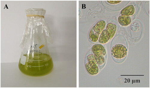 Figure 1. The morphology of T. marina (A) in flasks and (B) under a microscope. Photograph was taken by Fangfang Yang. It is a unicellular with a size range between 10 and 20 μm.
