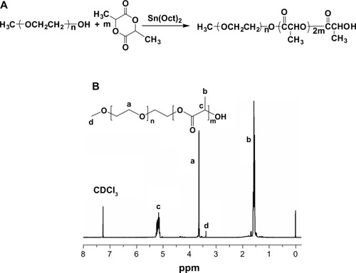 Figure 1 (A) The synthesis of poly(ethylene glycol)-block-poly(D,L-lactic acid) (PEG1k-PDLLA10k) and (B) proton nuclear magnetic resonance spectra of mPEG1k-PDLLA in CDCl3 at 25°C. Characteristic peaks of PEG and PDLLA were located at about 3.6 ppm and 5.1–5.3 ppm (CH) and 1.5–1.6 ppm (CH3), respectively.Abbreviation: Peg1k-PDLLA10k, polyethylene glycol-polylactide.